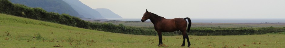 porlock pony